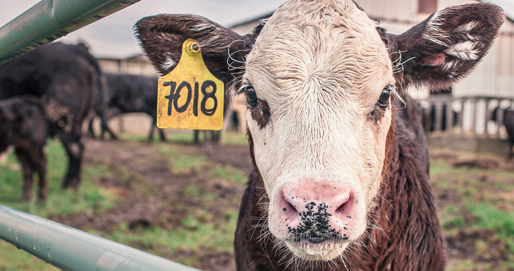 Meat Science and Quality